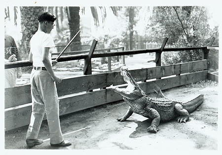 Alligator training